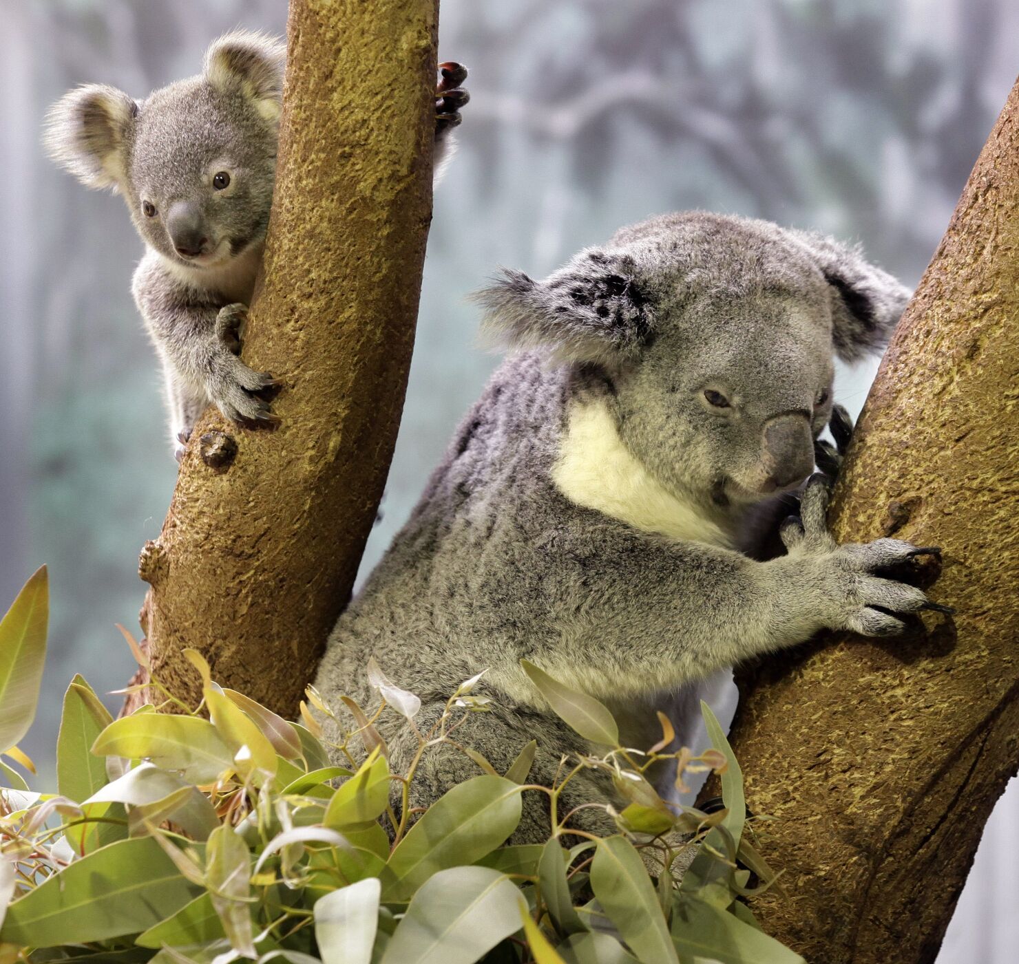 Baby Koala